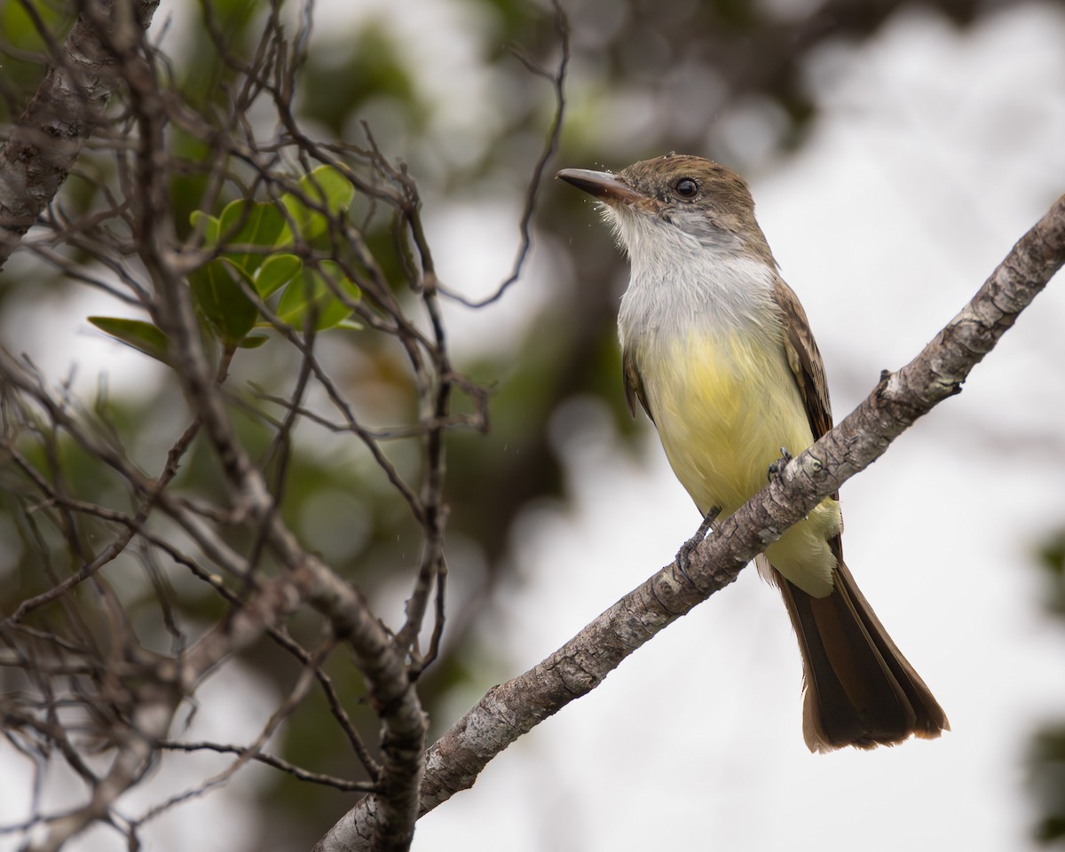 Brown-crested Flycatcher - ML623339422