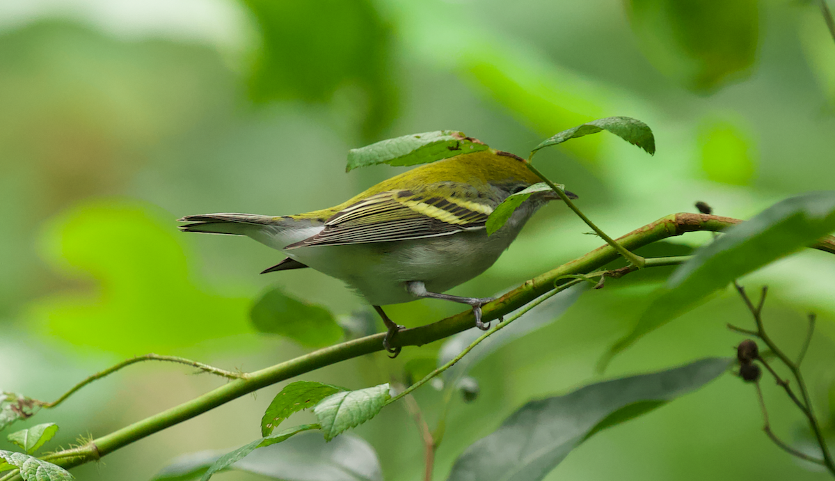 Chestnut-sided Warbler - ML623339434