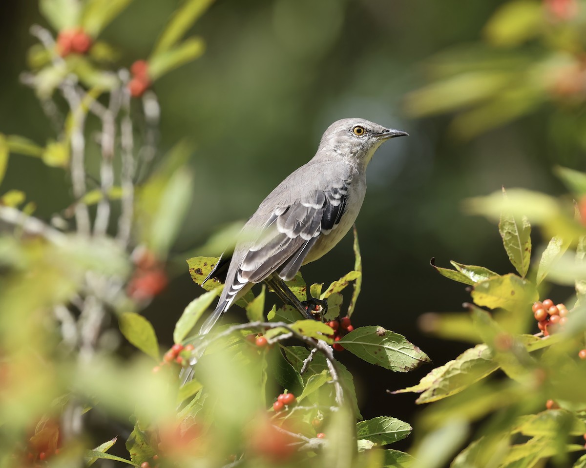 Northern Mockingbird - ML623339506