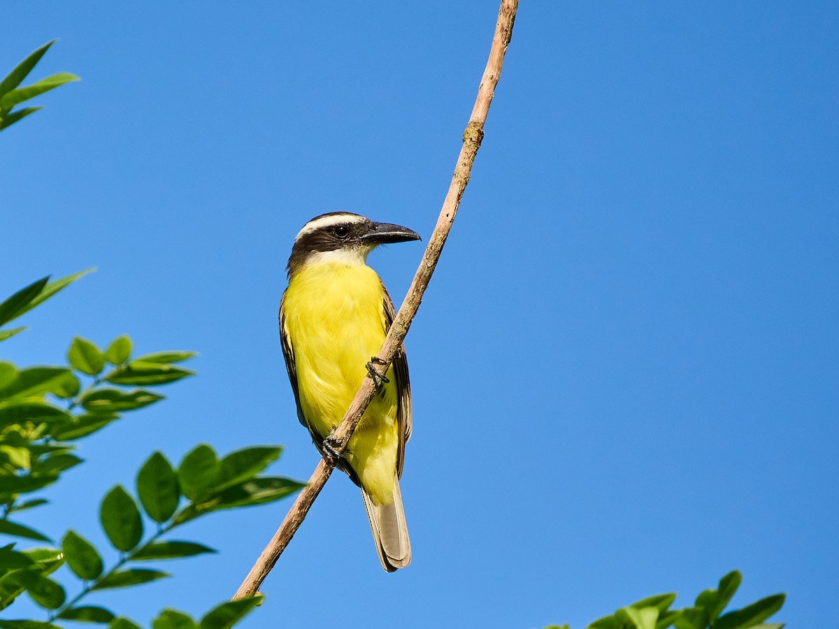 Boat-billed Flycatcher - Scott Ramos