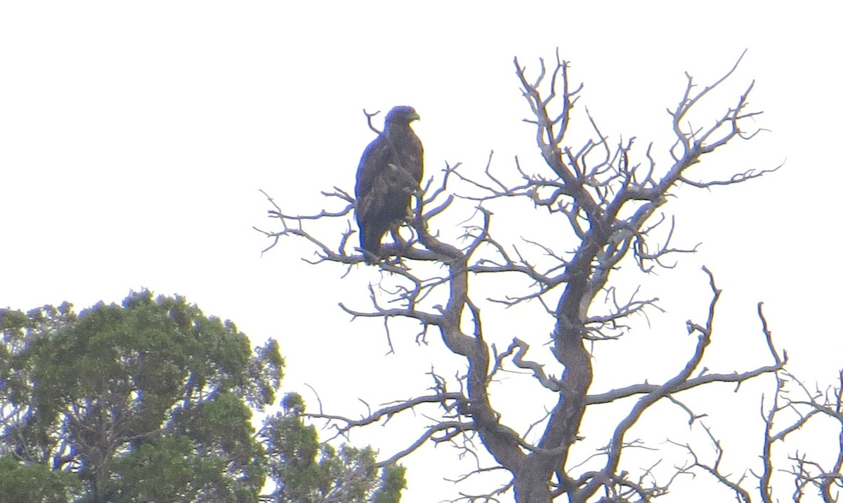 Golden Eagle - ML623339575