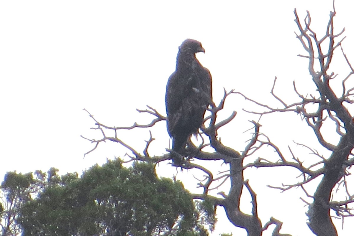 Golden Eagle - ML623339576