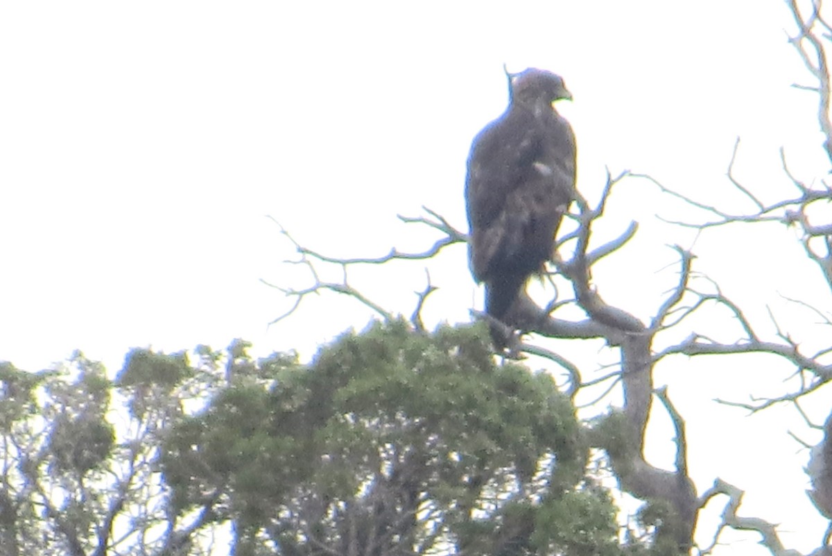 Golden Eagle - ML623339577