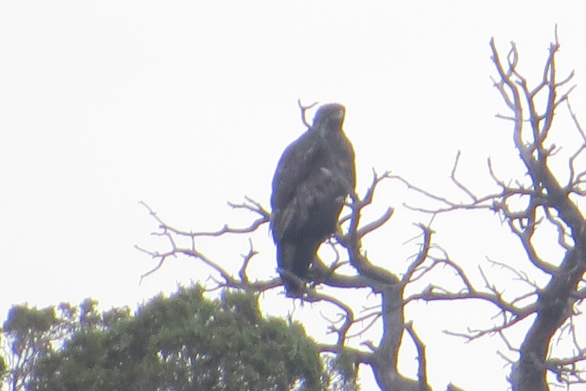 Golden Eagle - ML623339578