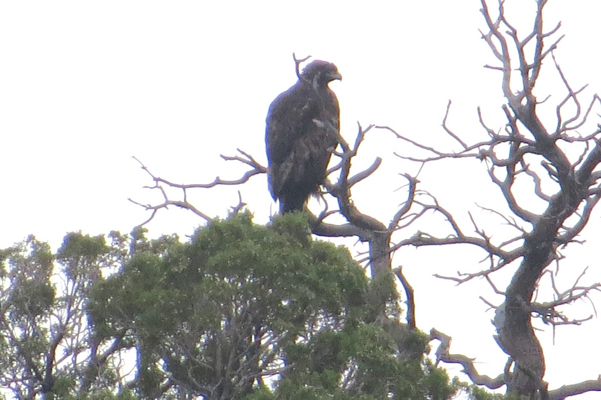 Golden Eagle - ML623339579