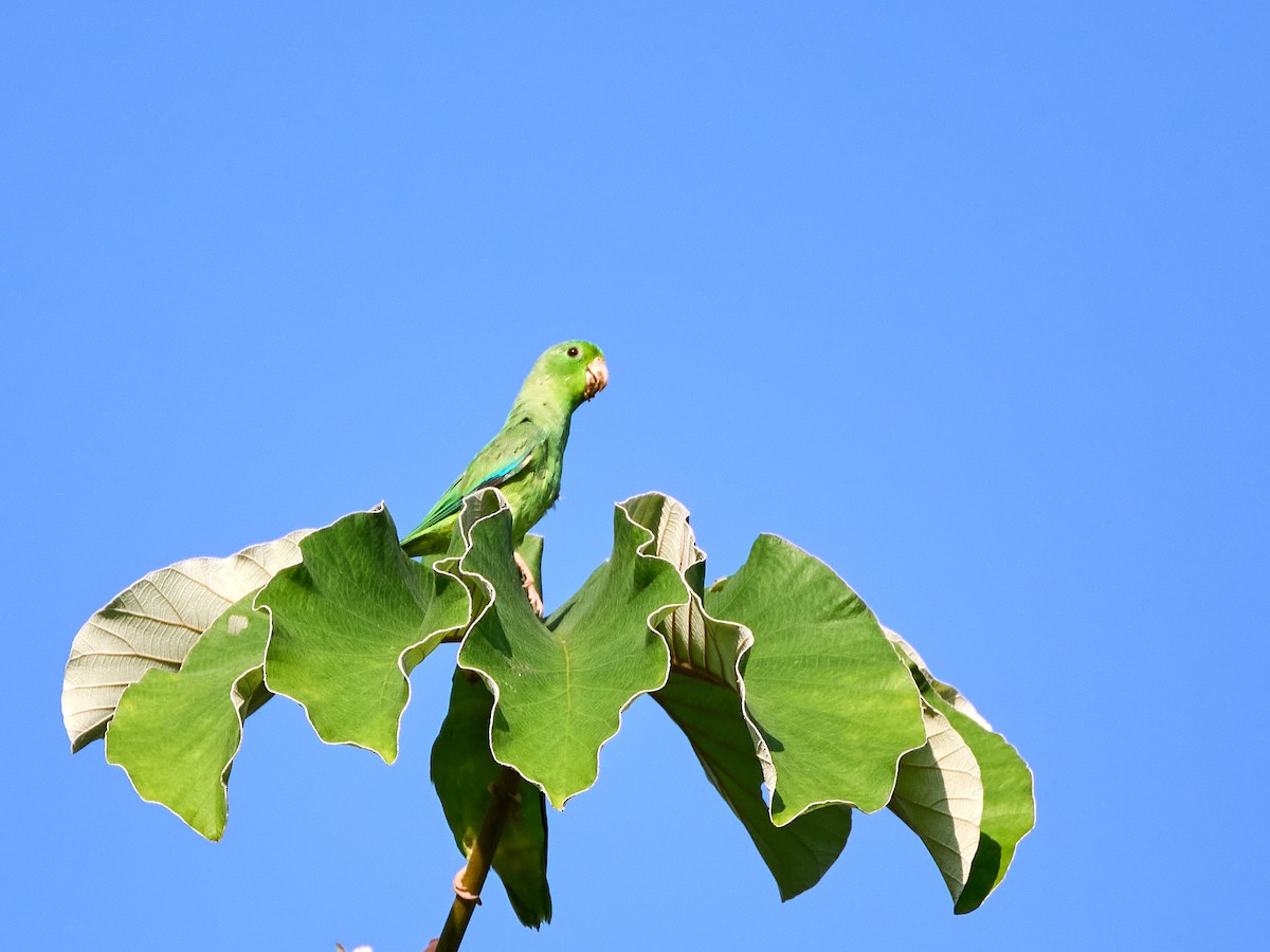 Turquoise-winged Parrotlet - ML623339591