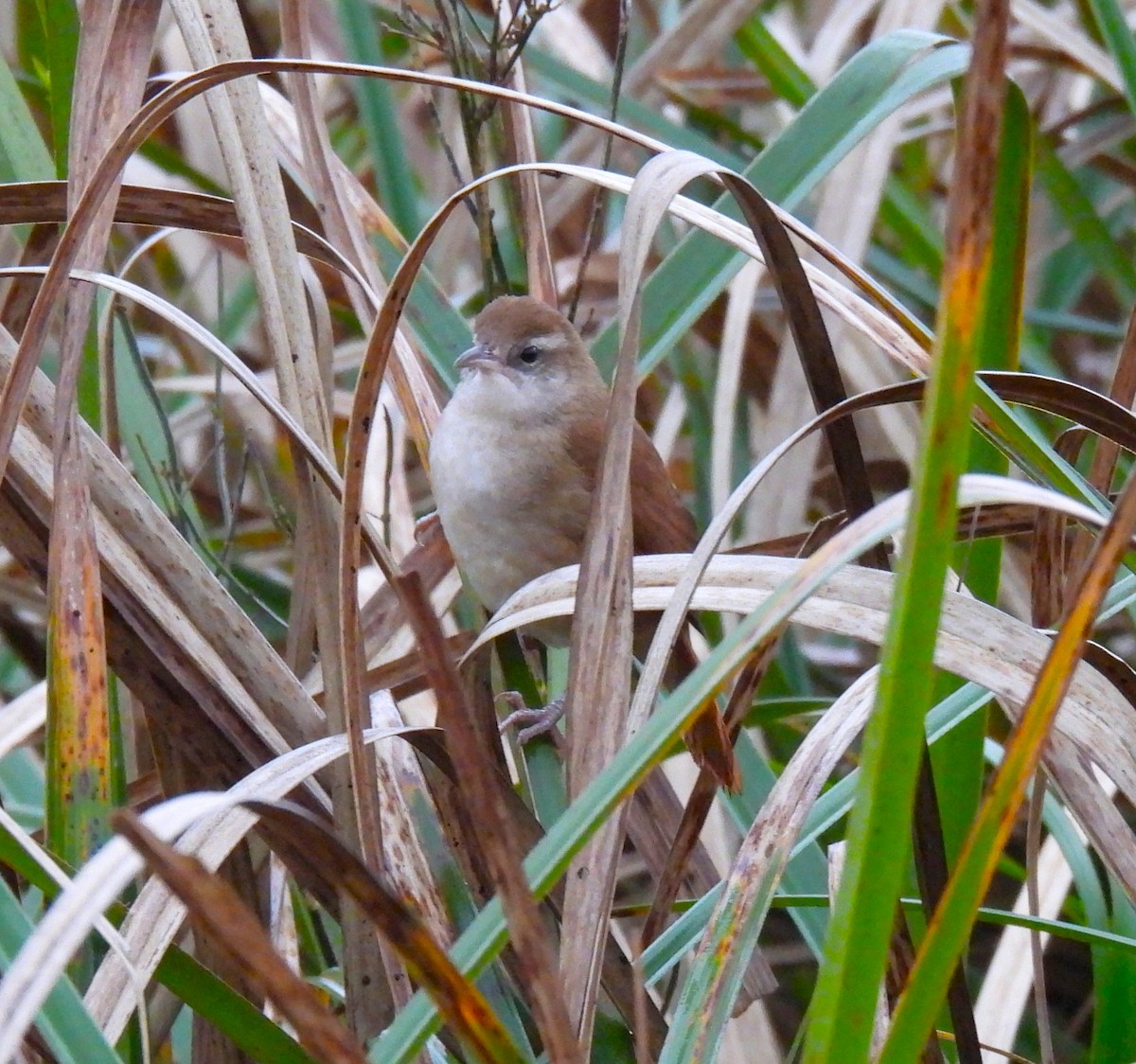 Curve-billed Reedhaunter - ML623339612