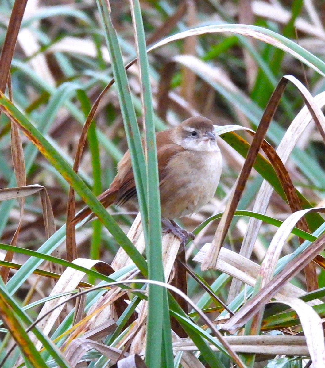 Curve-billed Reedhaunter - ML623339619