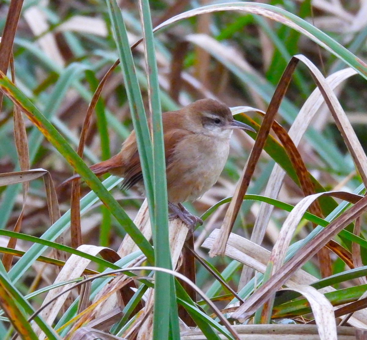 Curve-billed Reedhaunter - ML623339628