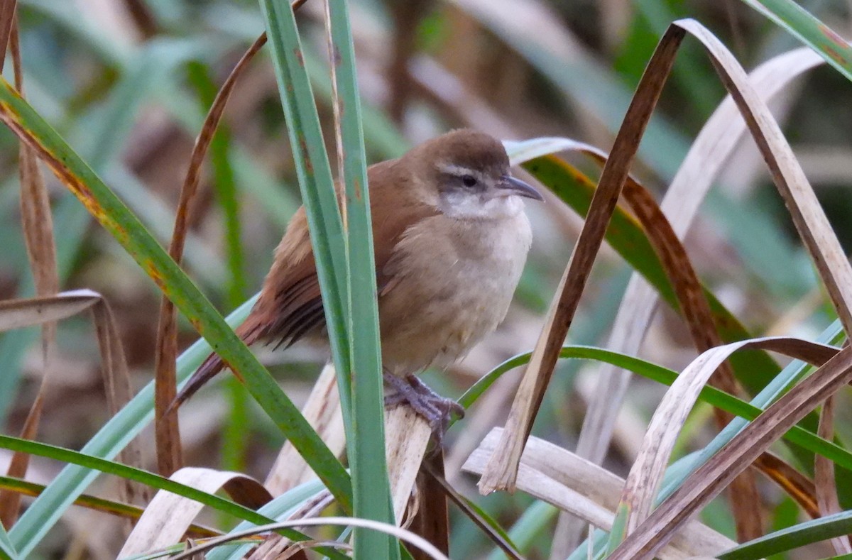 Curve-billed Reedhaunter - ML623339637