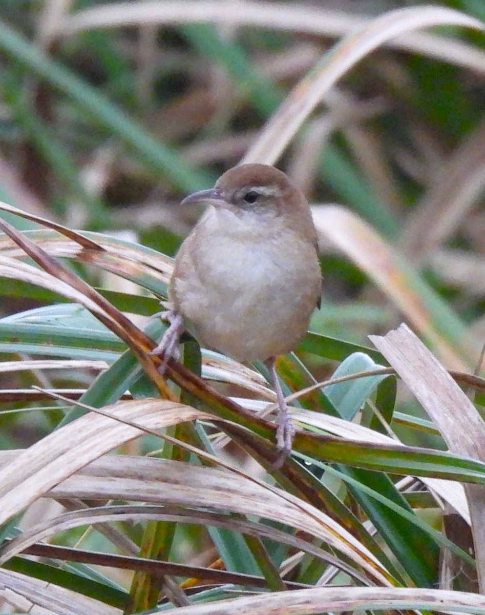 Curve-billed Reedhaunter - ML623339644