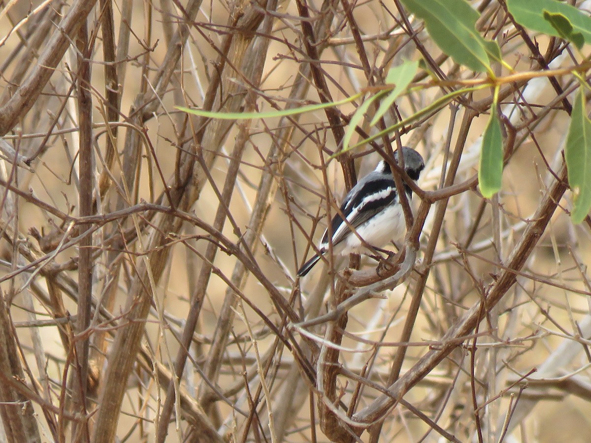 Pygmy Batis - ML623339652