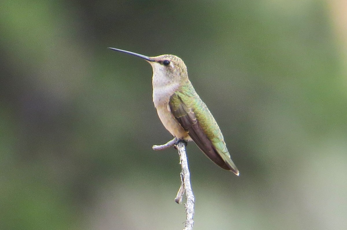 Colibri à gorge noire - ML623339657