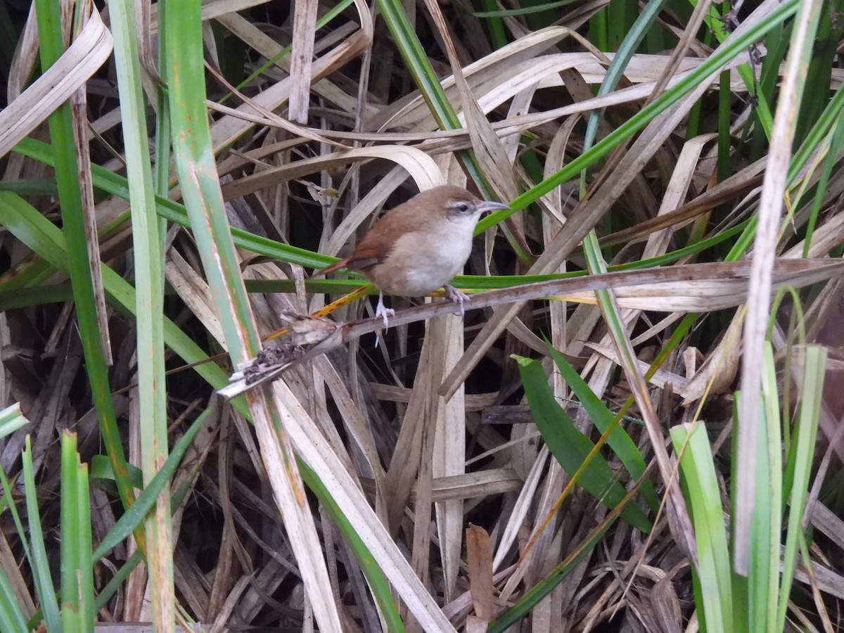 Curve-billed Reedhaunter - ML623339663