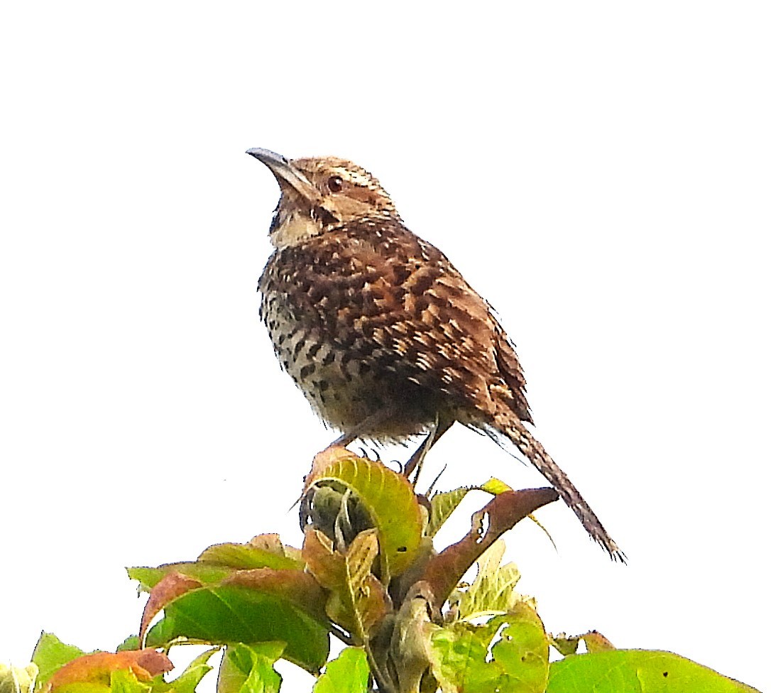 Spotted Wren - ML623339687