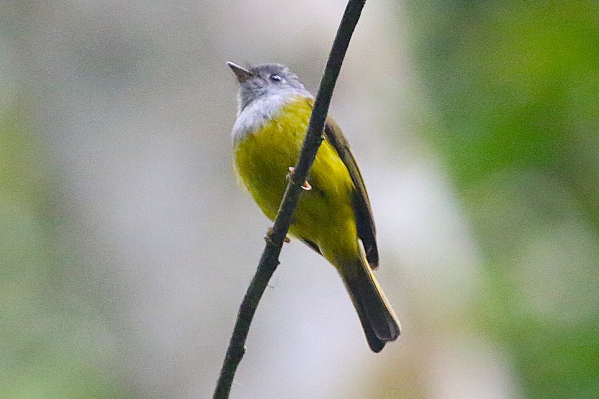 Gray-headed Canary-Flycatcher - ML623339697