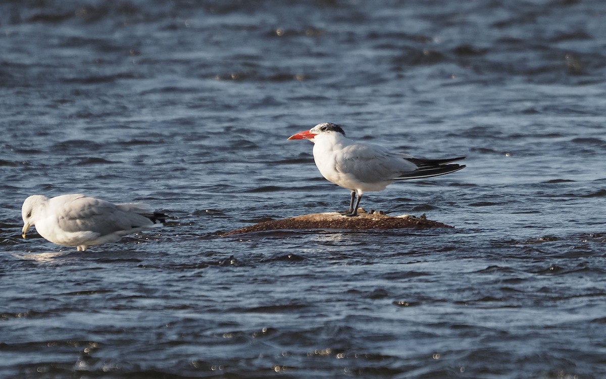 Caspian Tern - ML623339714