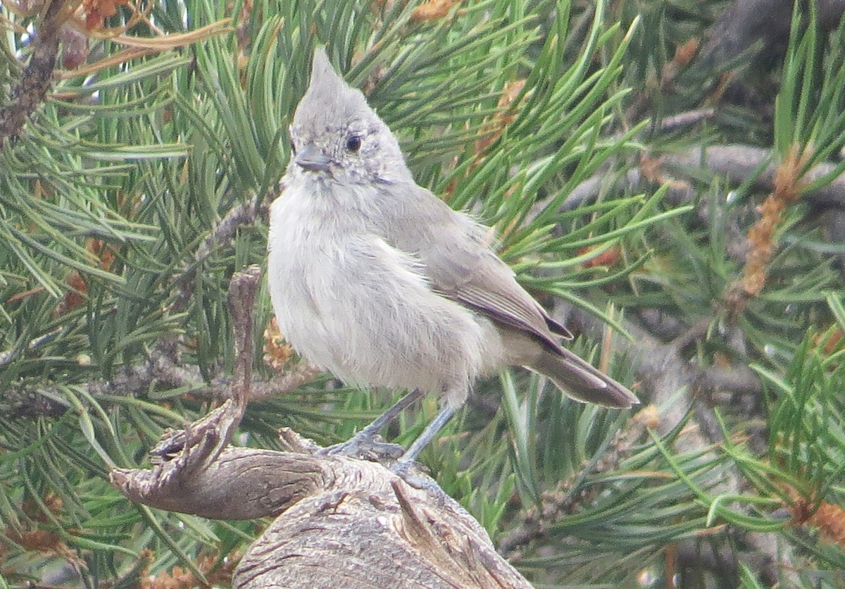 Juniper Titmouse - ML623339715