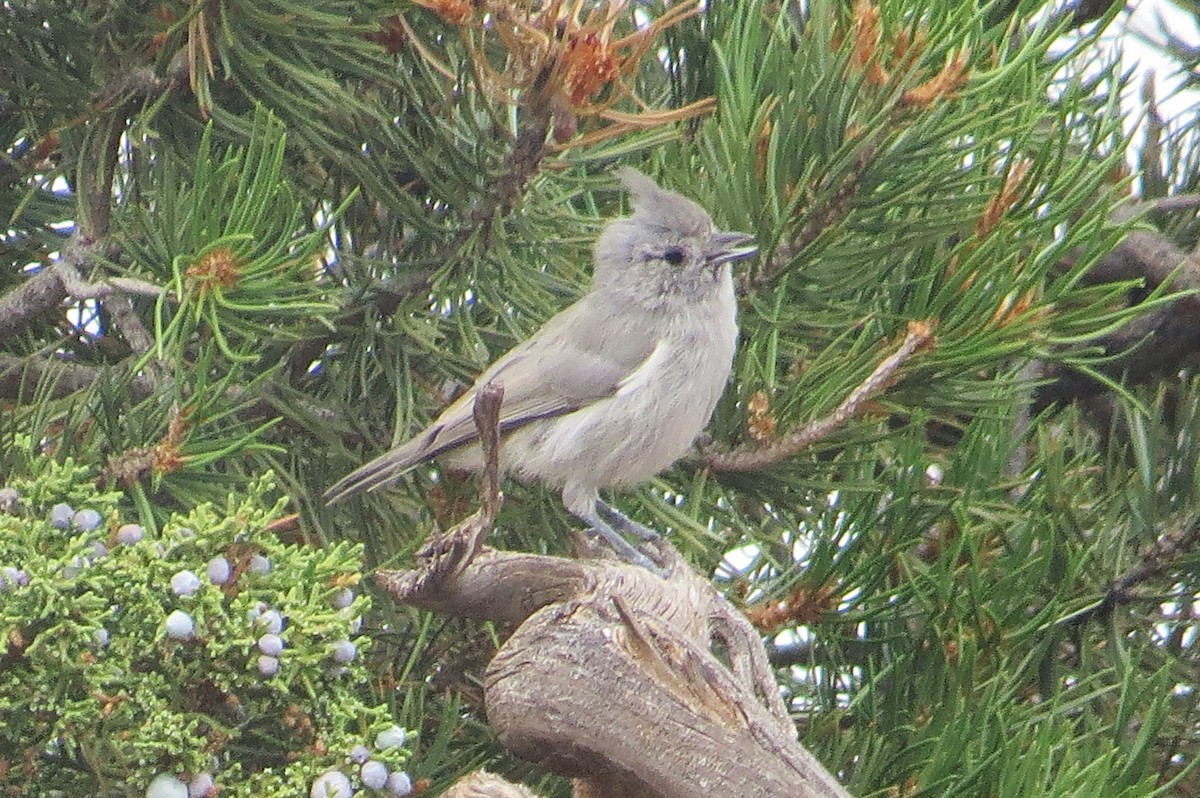 Juniper Titmouse - ML623339716