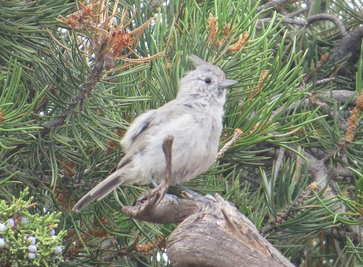 Juniper Titmouse - ML623339717