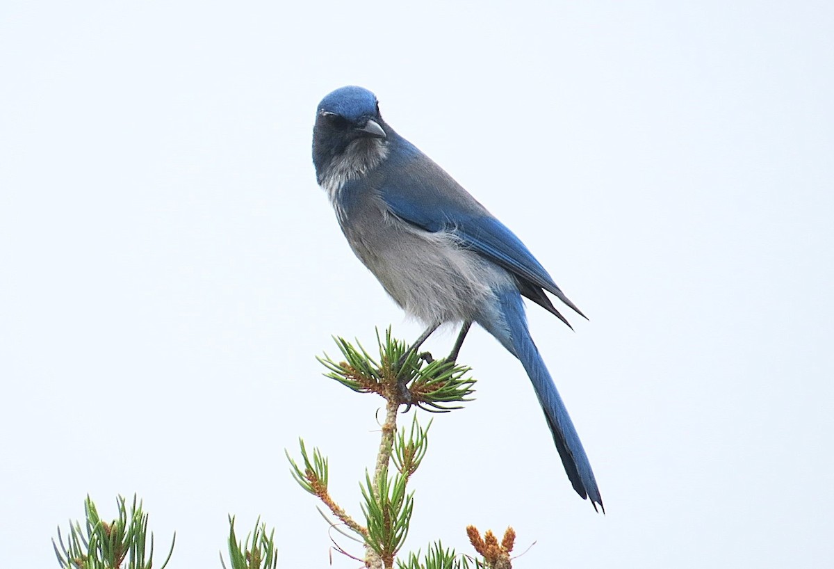 Woodhouse's Scrub-Jay - ML623339731