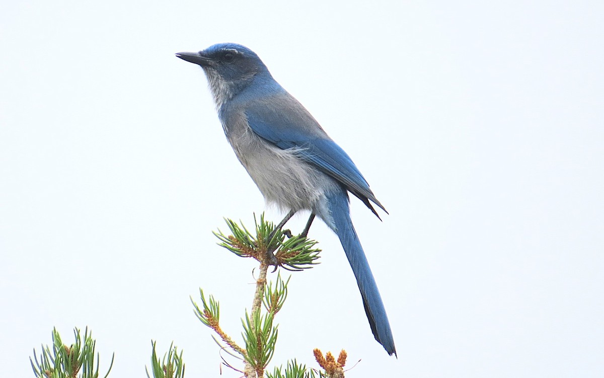 Woodhouse's Scrub-Jay - ML623339732