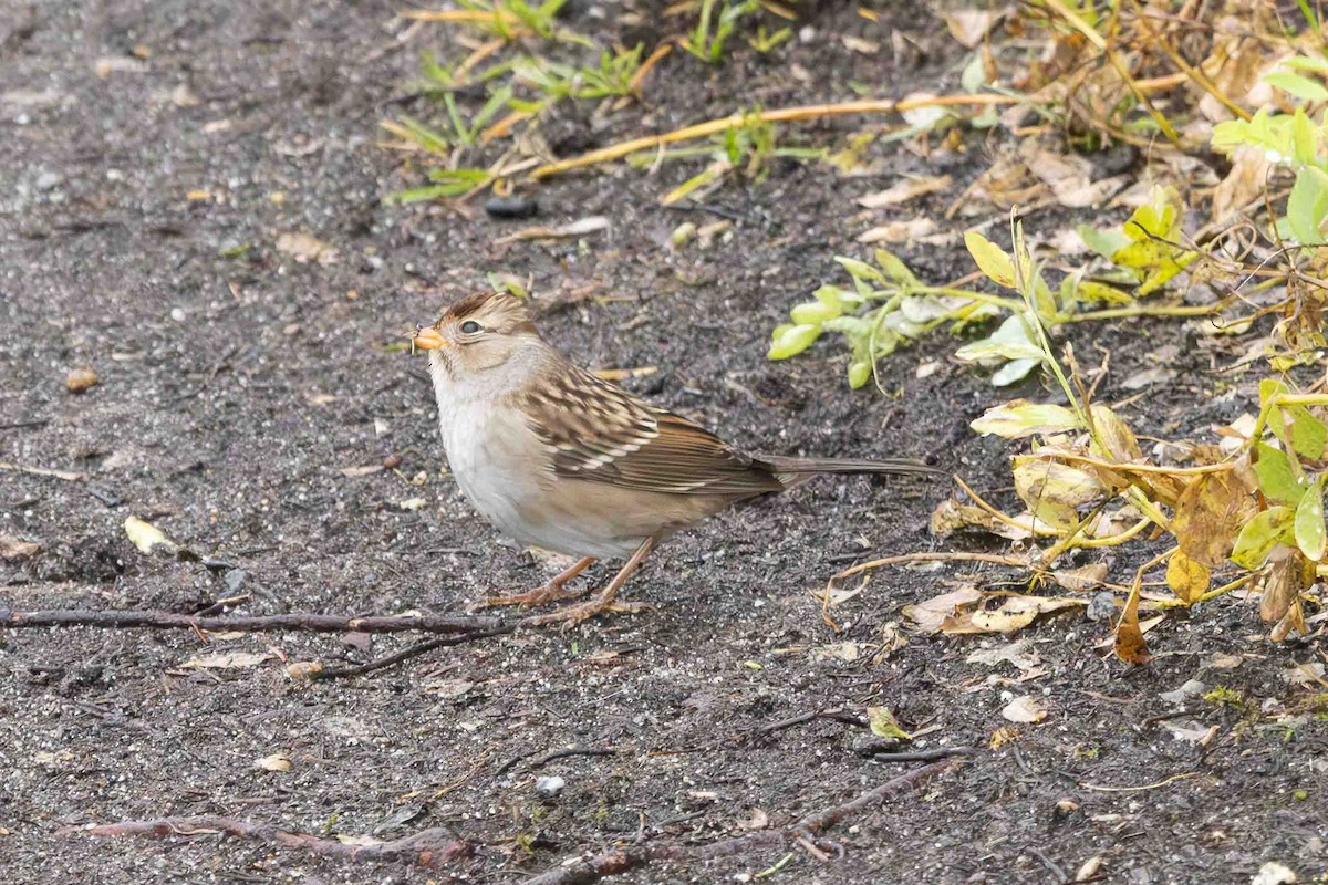 White-crowned Sparrow - ML623339733