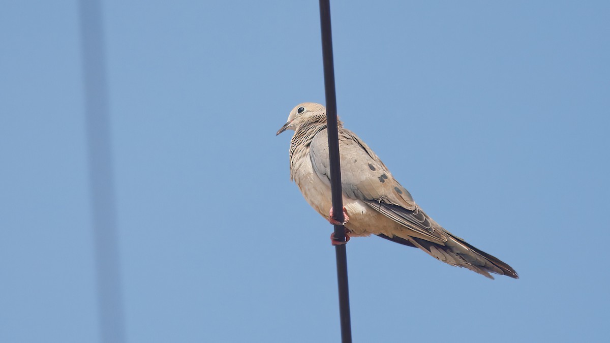 Mourning Dove - Kenneth Unger