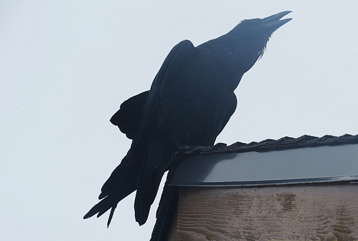 Common Raven - ML623339765