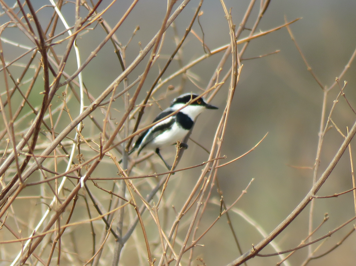 Pygmy Batis - ML623339778