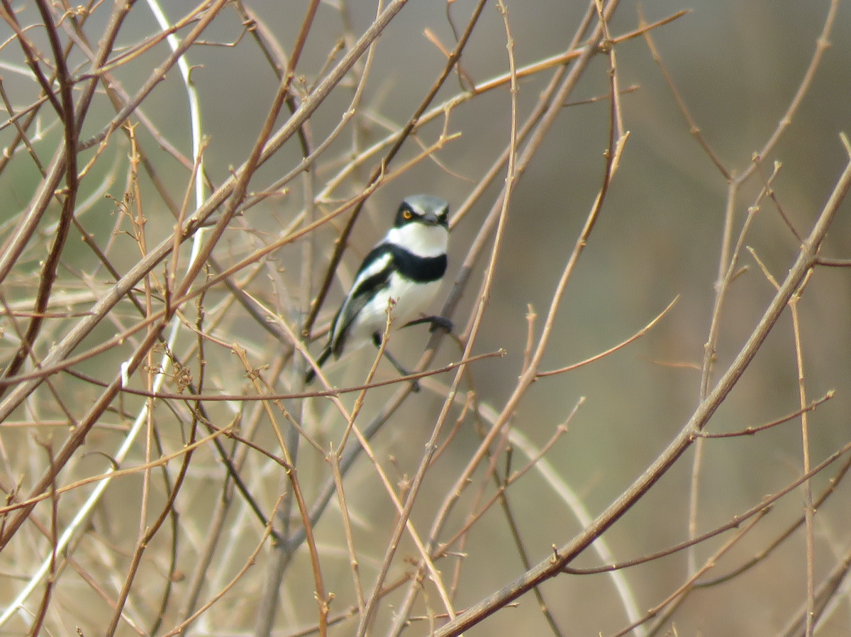 Pygmy Batis - ML623339779