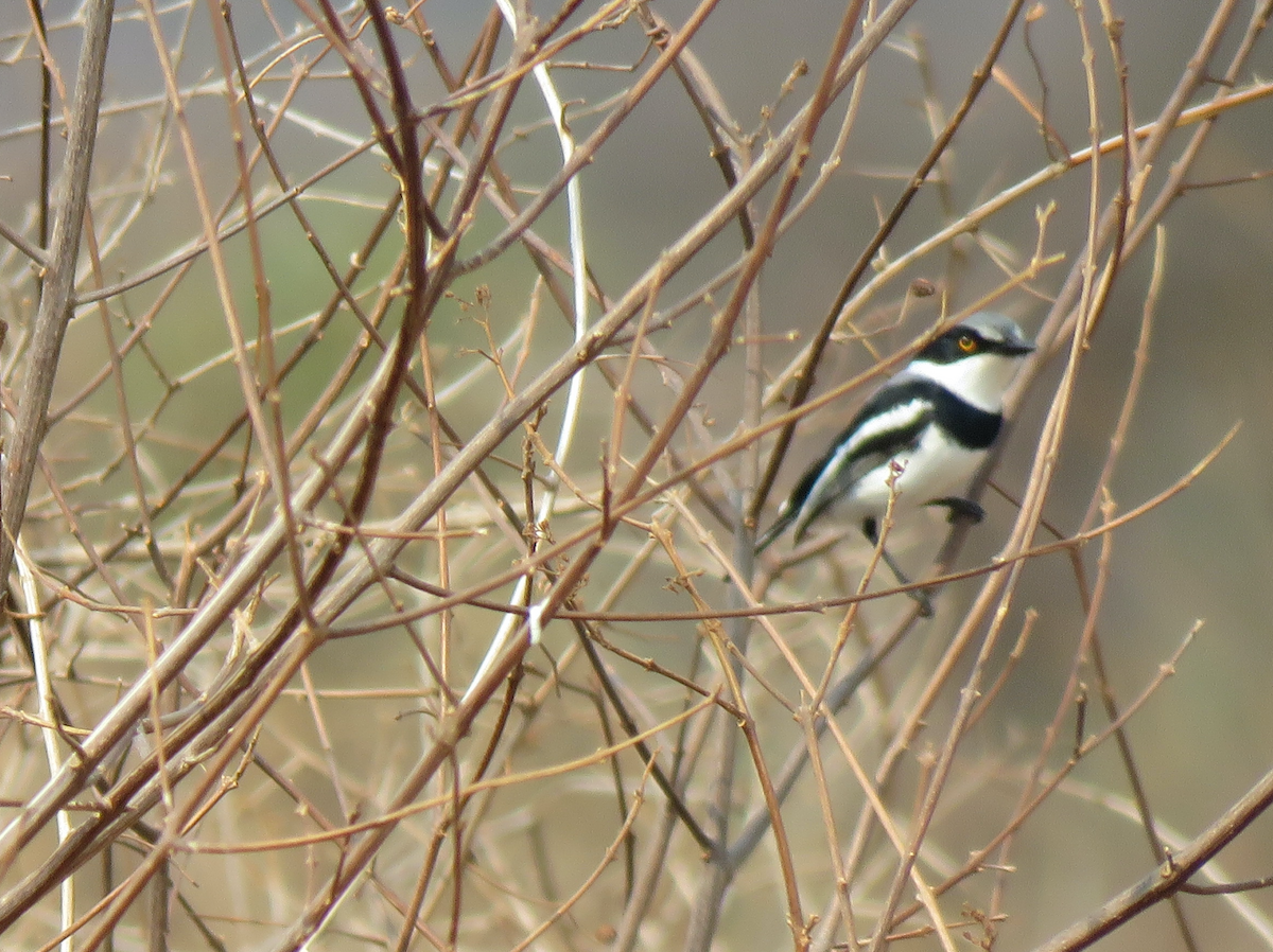 Pygmy Batis - ML623339782