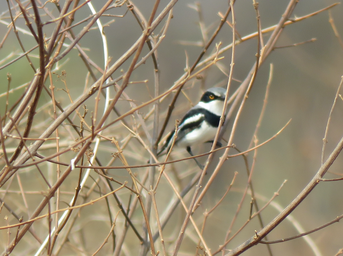 Pygmy Batis - ML623339783