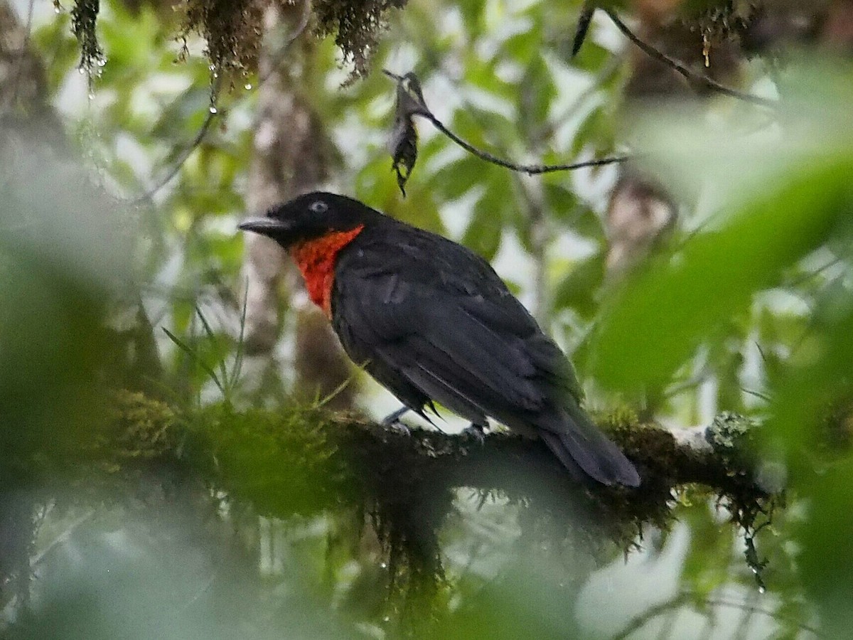 Red-ruffed Fruitcrow - Merryl Edelstein