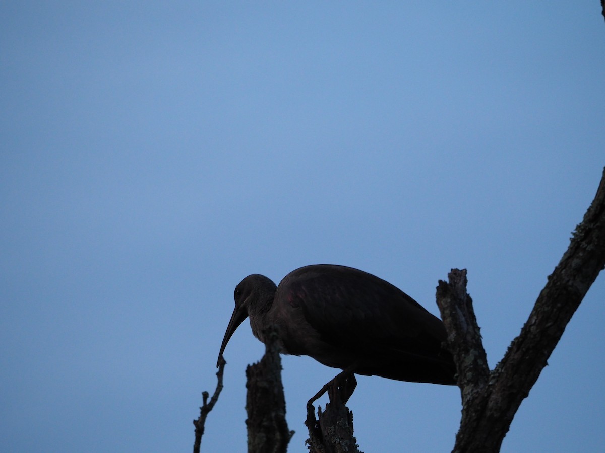 Hadada Ibis - ML623339832