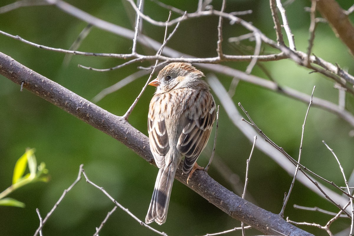 Field Sparrow - Gavin Howe