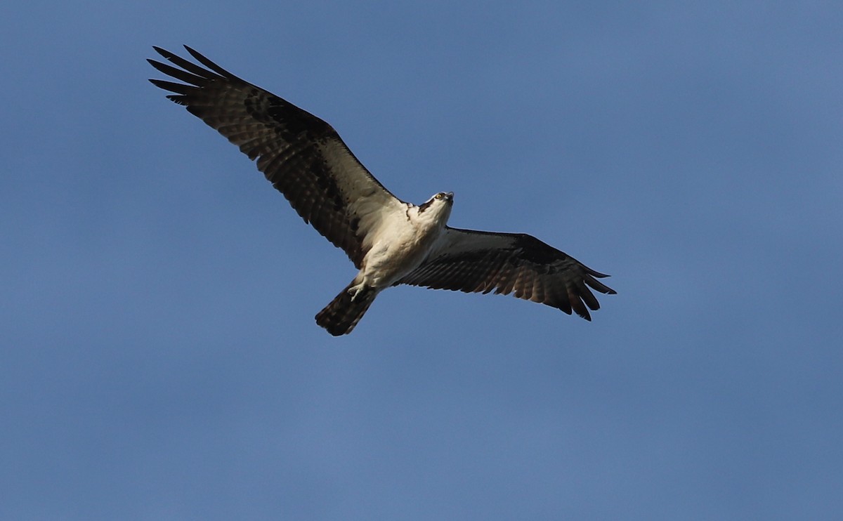 Osprey (carolinensis) - ML623339875