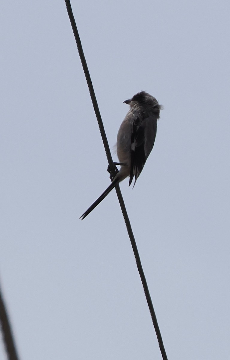 Loggerhead Shrike - ML623339889