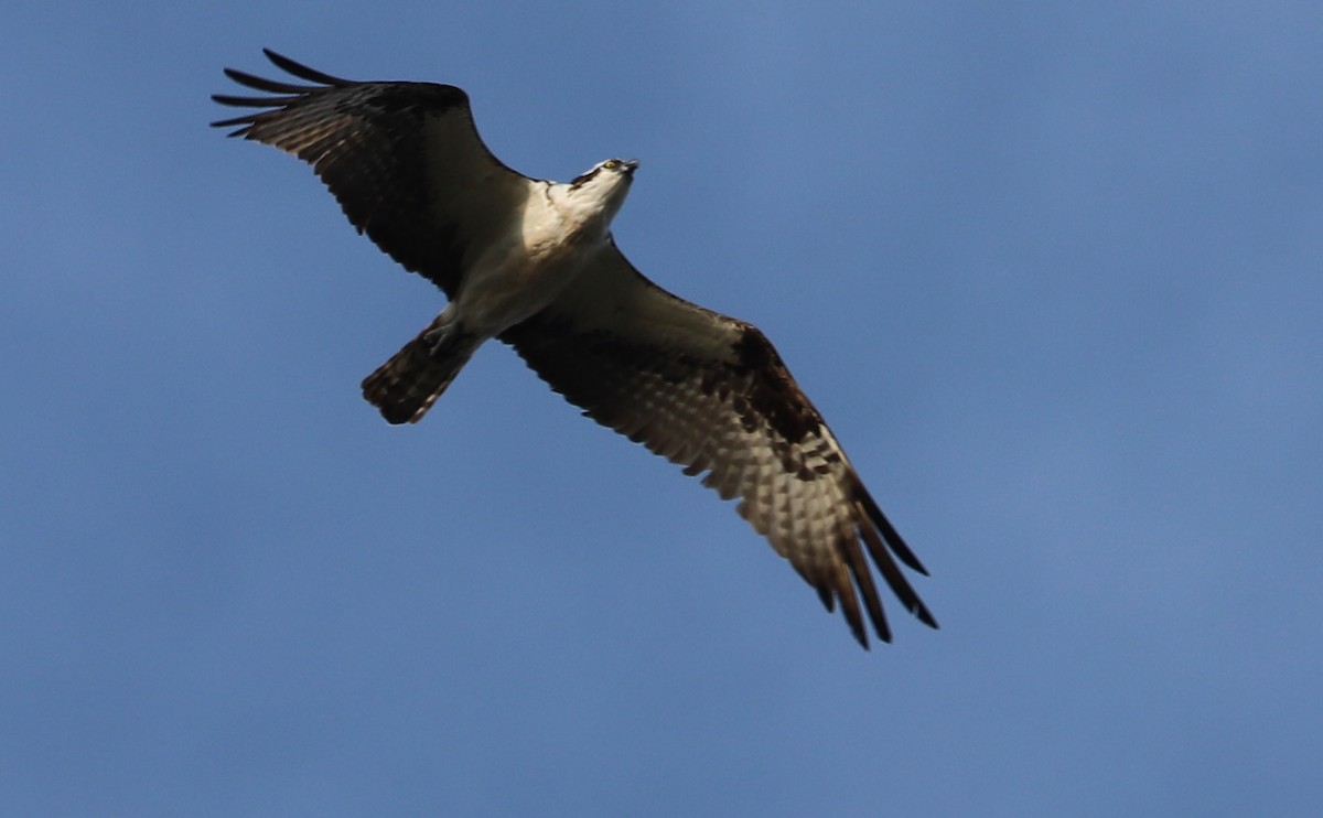 Osprey (carolinensis) - ML623339894