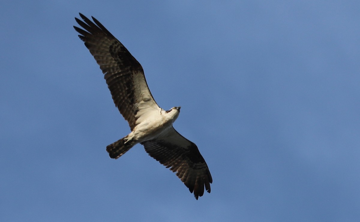 Osprey (carolinensis) - ML623339901