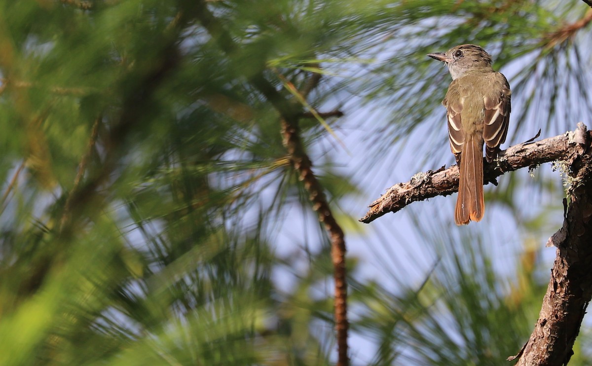 Great Crested Flycatcher - ML623339907