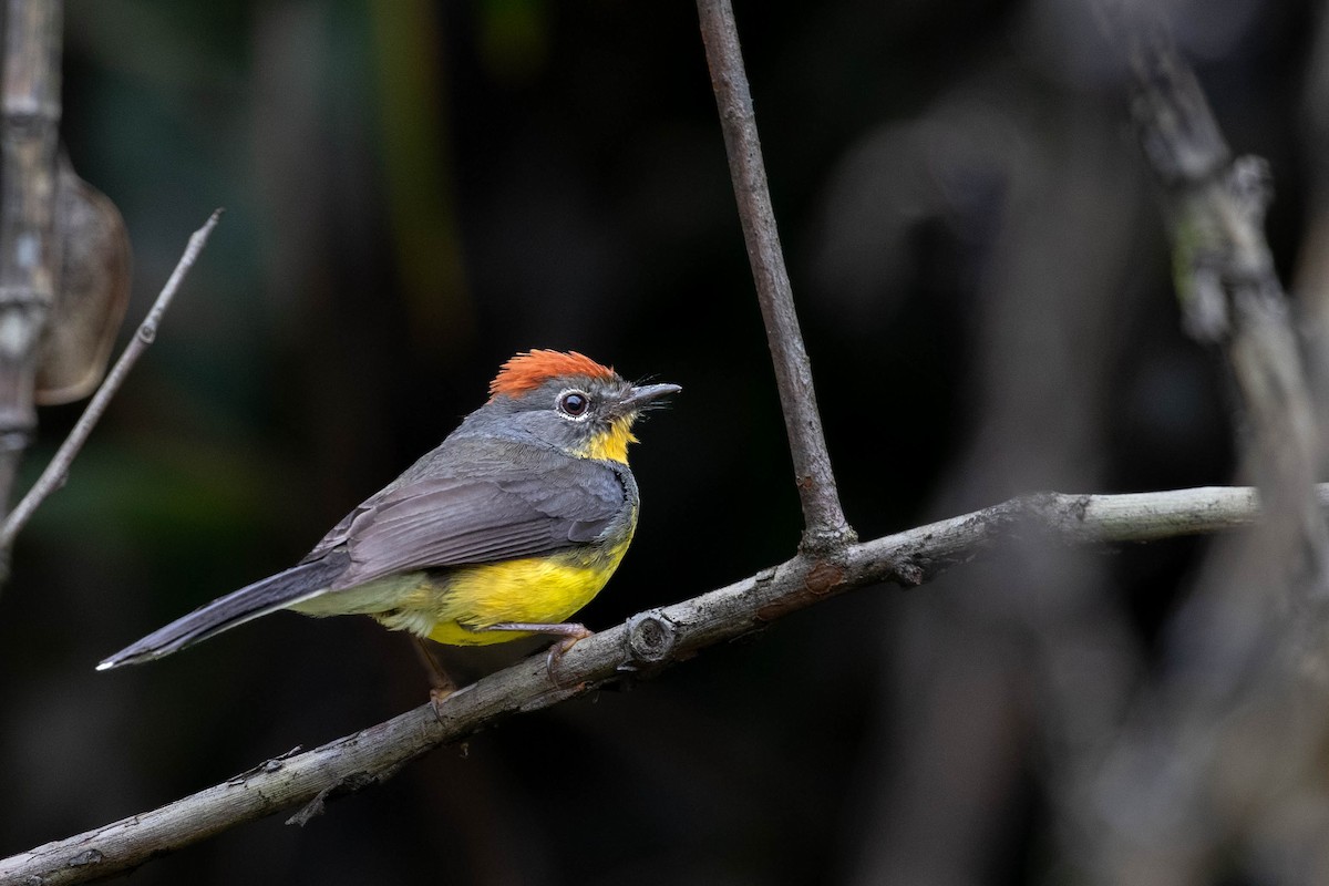 Tepui Redstart - ML623339909