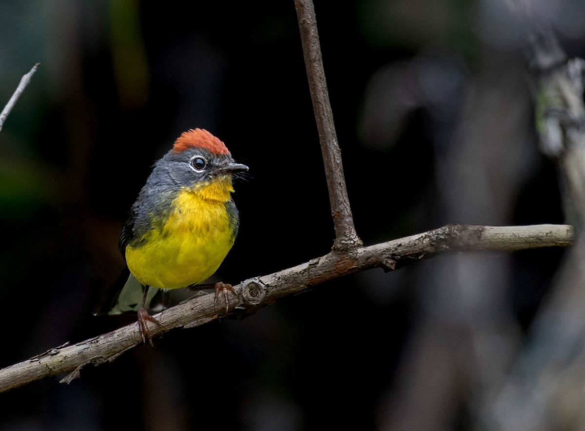 Tepui Redstart - ML623339910