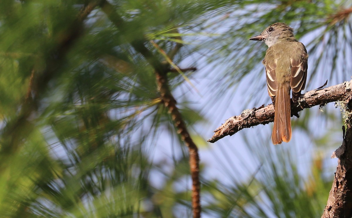 Great Crested Flycatcher - ML623339914