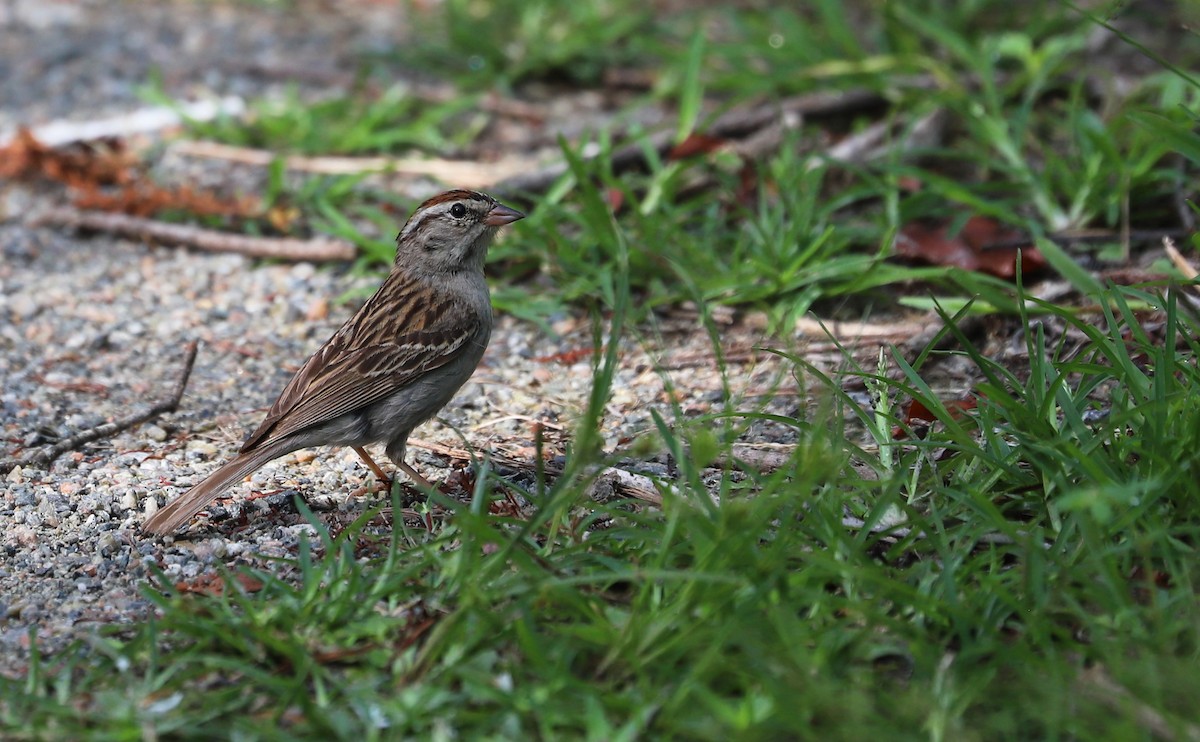 Chipping Sparrow - ML623339967