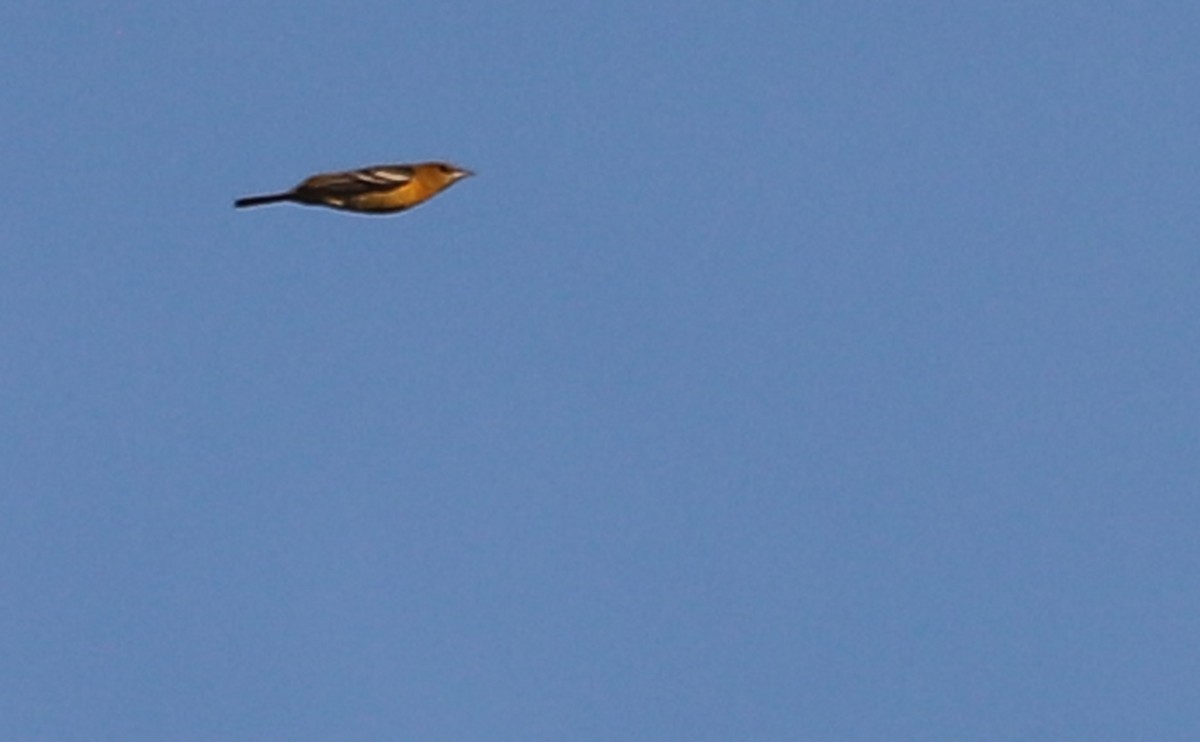 Baltimore Oriole - ML623339973