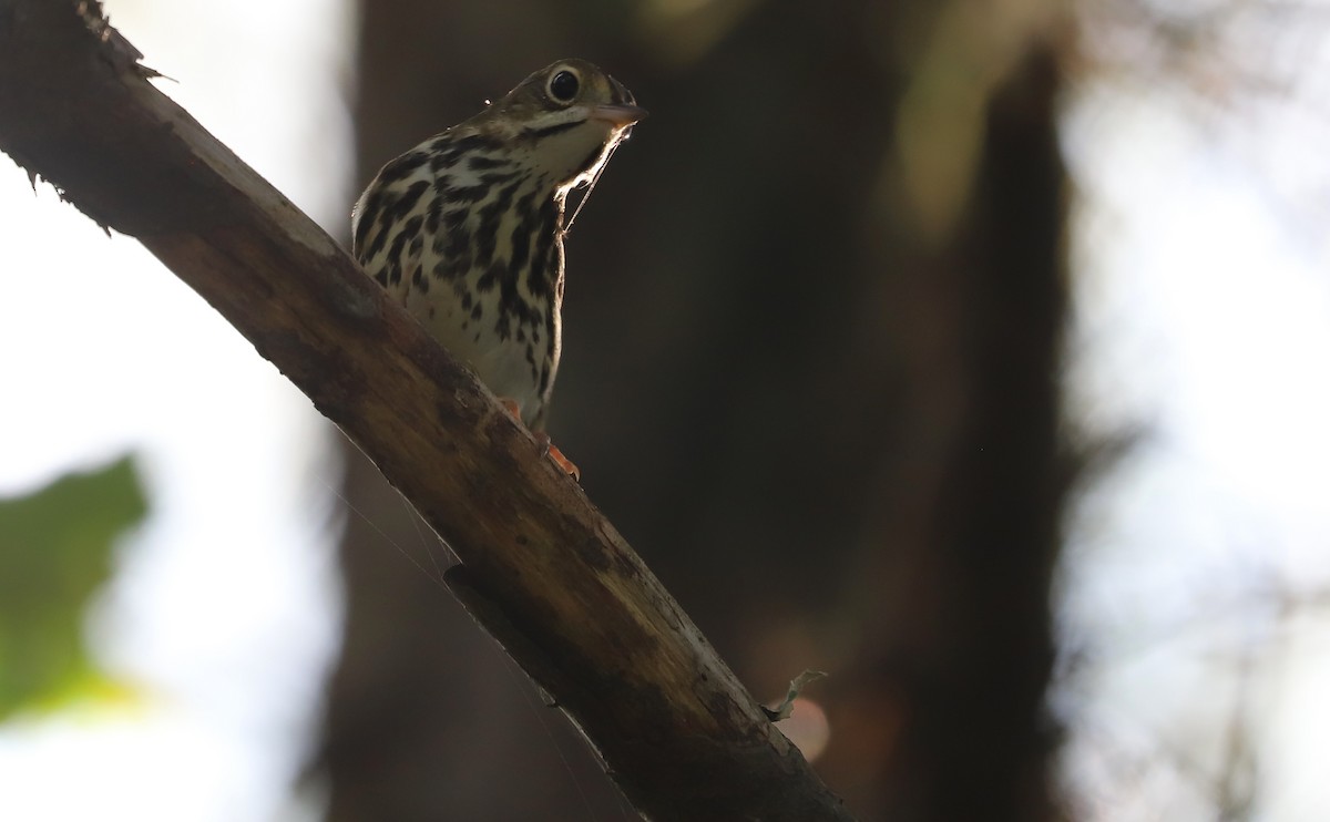 Ovenbird - ML623340002