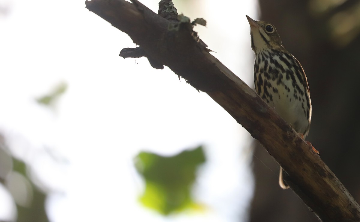 Ovenbird - ML623340009