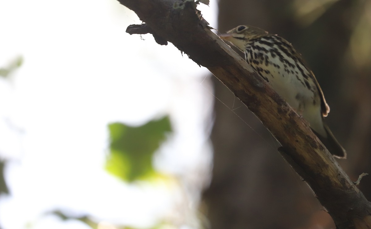 Ovenbird - ML623340012