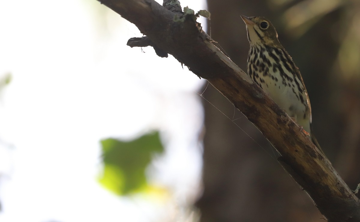 Ovenbird - ML623340015